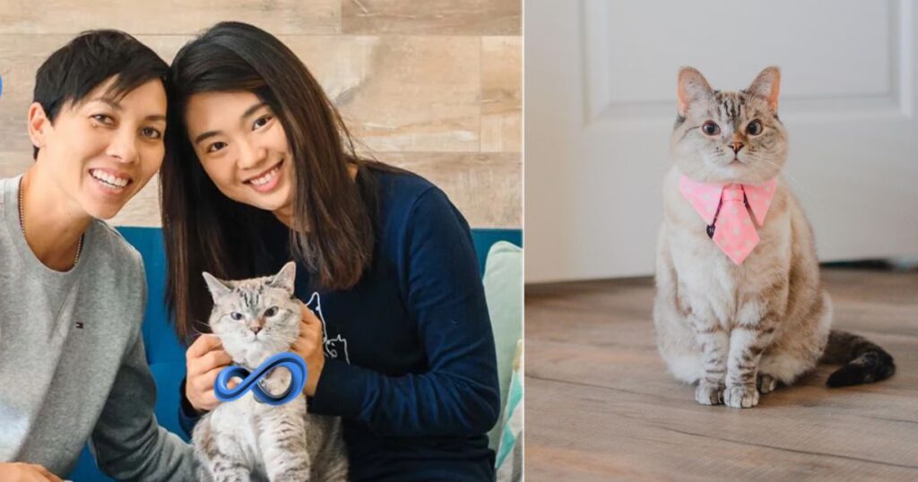 Nala’s Journey From Shelter Cat to Social Media Star